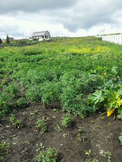 Участок 43,7 сот. (ИЖС)