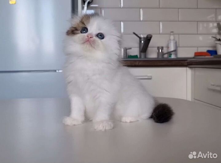 Высокопородная девочка с документами