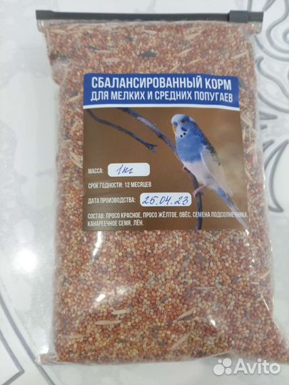 Волнистый попугай