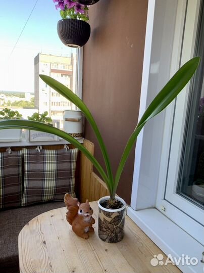 Гиппеаструм