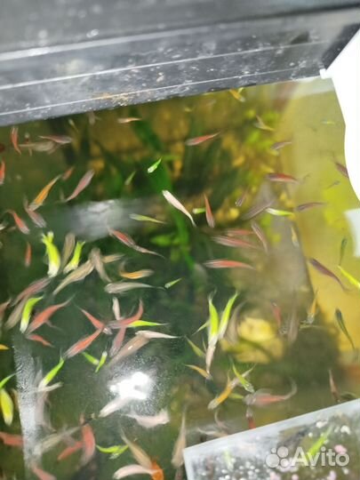 Аквариумные рыбки 