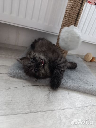 Котенок от британской кошки