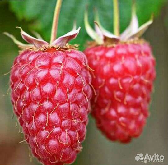 Малина саженцы