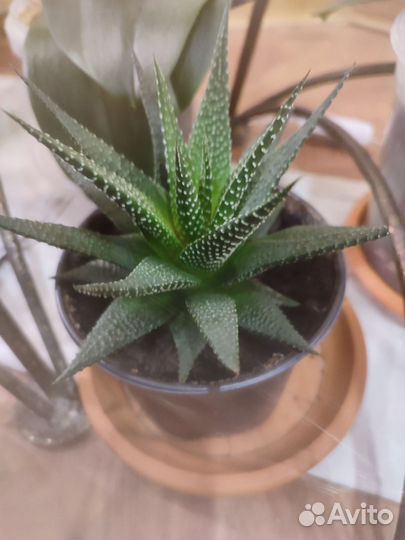 Хавортия жемчужная