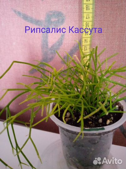 Комнатные растения