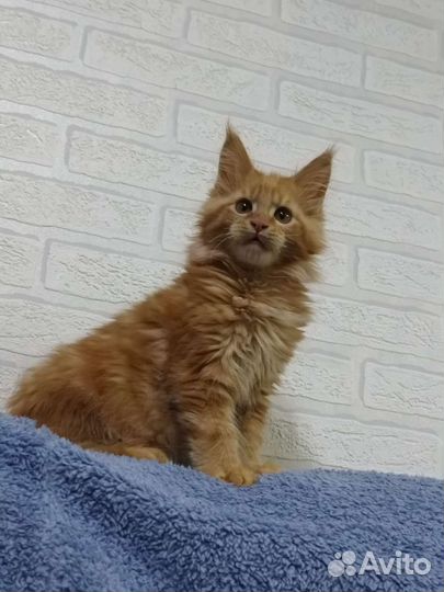 Котята мейн кун
