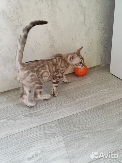Снежные бенгальские котята