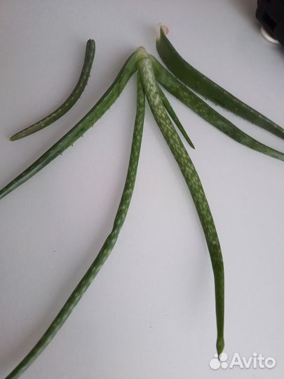 Алоэ - лечебные листья