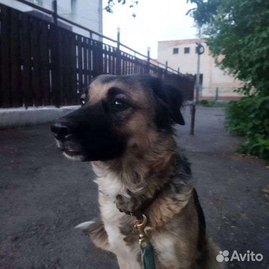 Отдам собаку в добрые руки