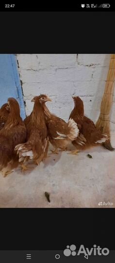 Куры молодки несушки