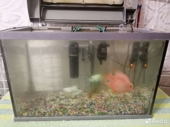 Аквариум и рыбки