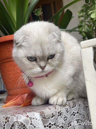 Британсая кошка