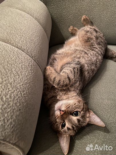 Кошка в дар бесплатно
