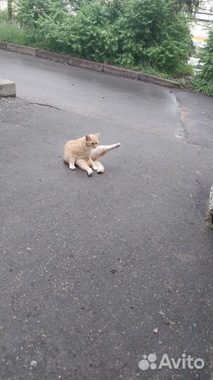 Котик бесплатно