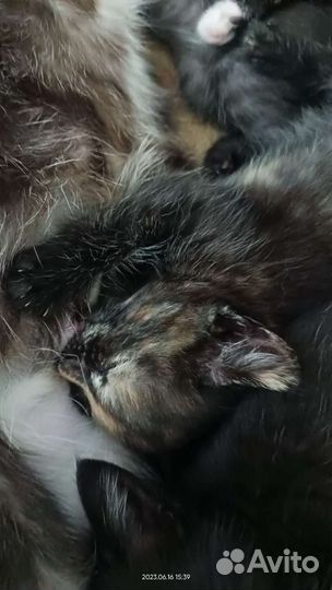 Котята отдам бесплатно