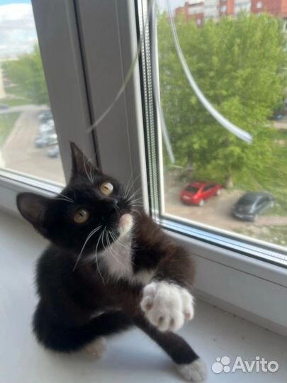 Котенок
