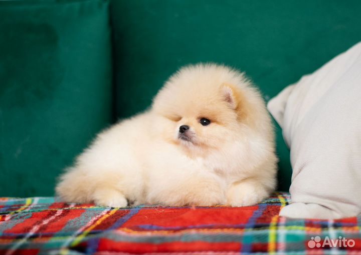 Мальчик померанчик