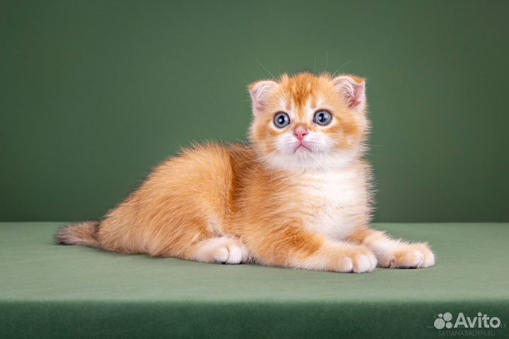 Шотландский вислоухий кот