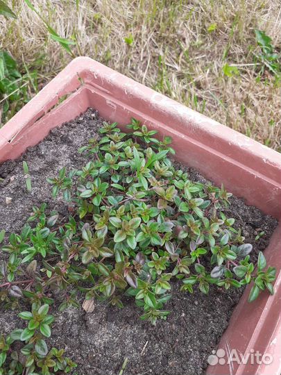 Чабрец, тимьян