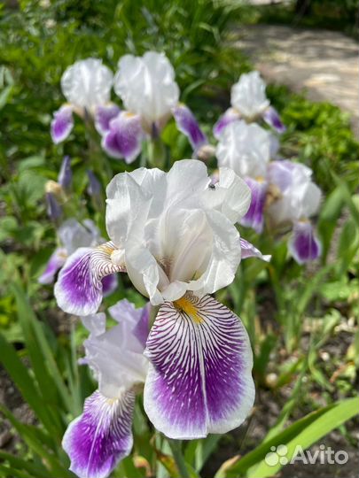 Ирисы бородатые сортовые