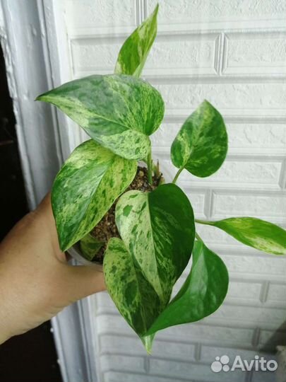 Сциндапсус