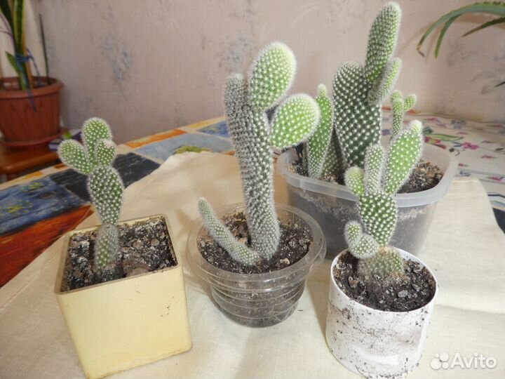 Кактус опунция