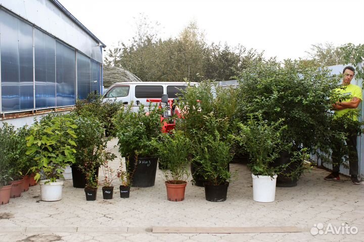 Кусты голубики