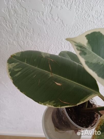 Фикус эластика тинеке