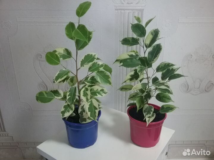 Фикус бенжамино