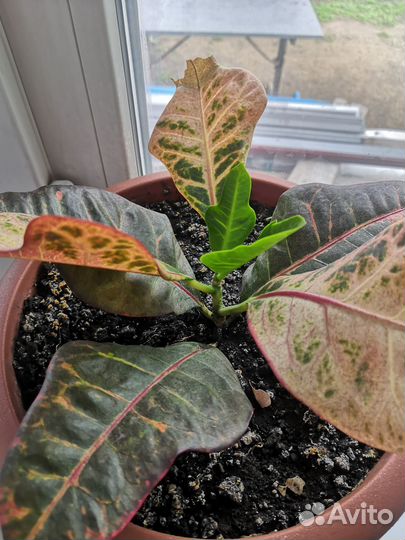 Кротон кодиум