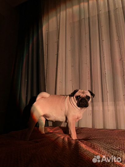 Щенки мопса