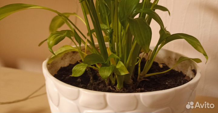 Спатифиллум