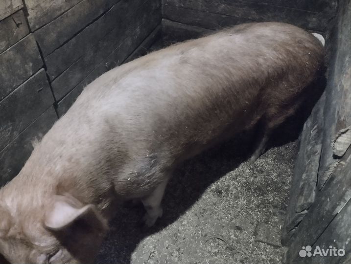 Хряк на племя