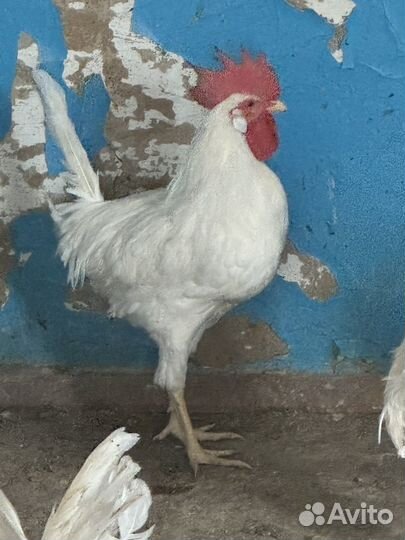 Молодые петушки