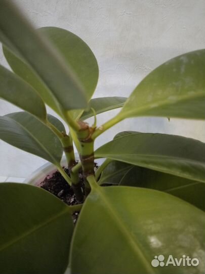 Фикус мелани