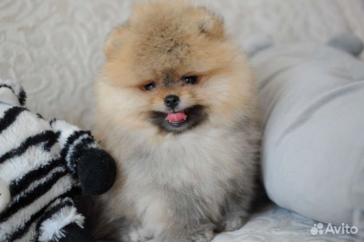 Щенки померанского шпица медвежьего типа