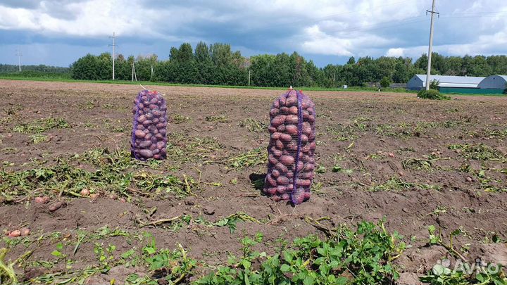 Свежий урожай 2023-года.Овощи оптом от 20-ти т