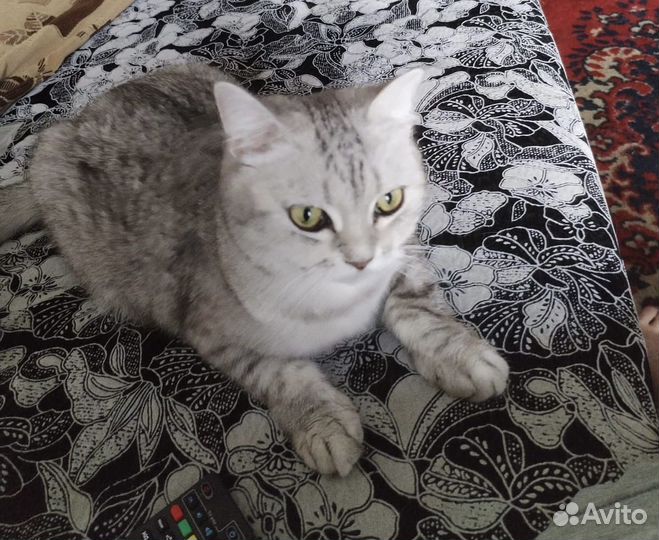 Британская