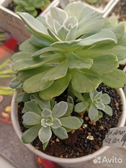 Вариегантные суккуленты