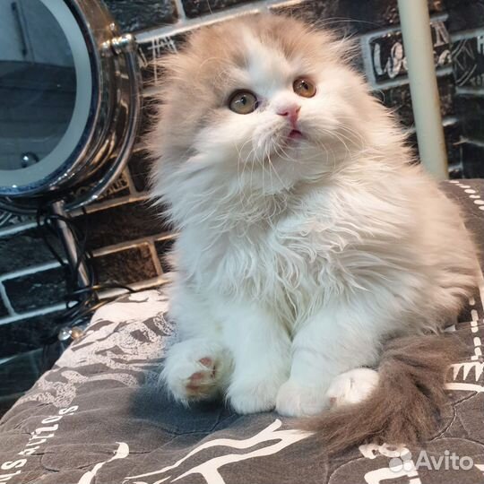 Шотландские вислоухие котята