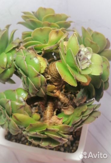 Эониум, крассулы