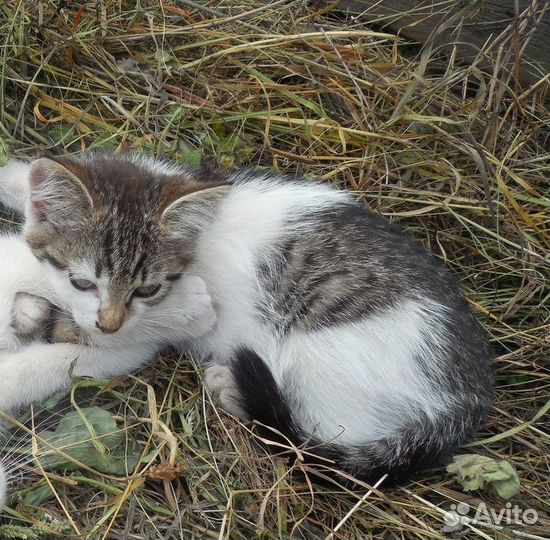 Отдам кошечку в добрые руки