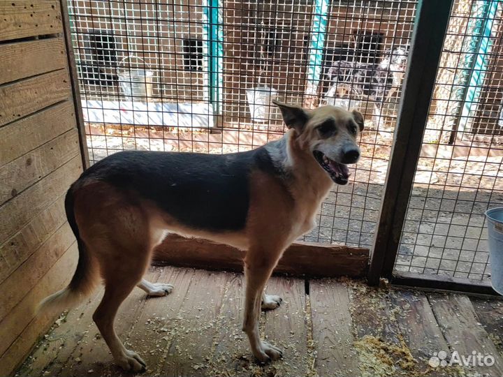 Собаки из приюта