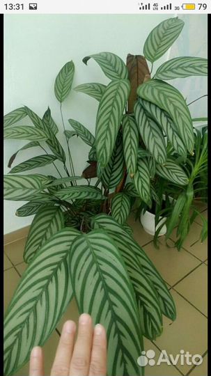 Бахема ктенанта