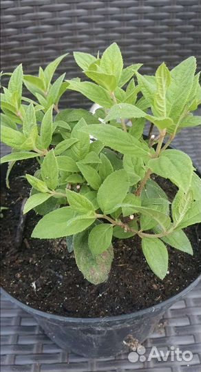 Гортензия метельчатая Пинк Даймонд