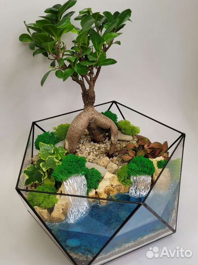 Флорариум бонсай
