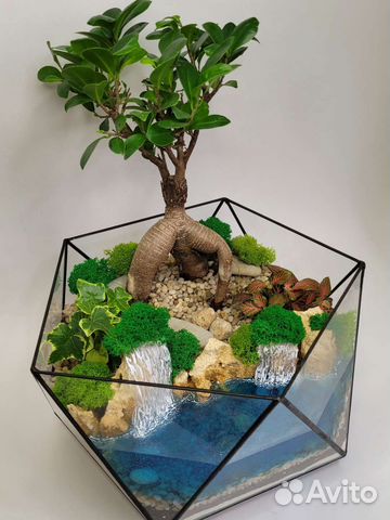 Флорариум бонсай