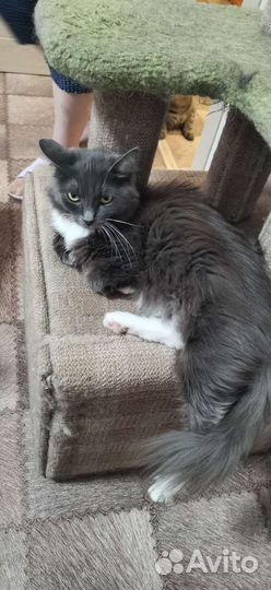 Кошки и коты в дар