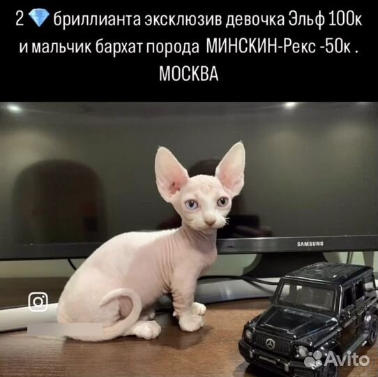 Котята сфинкс