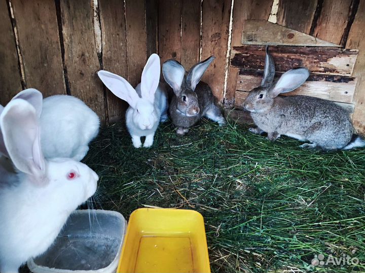 Кролики Краснодарские